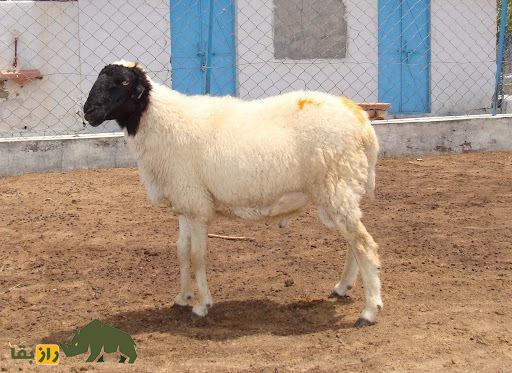 گوسفند مگرا؛ گوسفند هندی معروف به چاکری با پشم درخشان که زندگی روستاییان هندی را متحول کرد گوسفند مگرا؛ گوسفند هندی معروف به چاکری با پشم درخشان که زندگی روستاییان هندی را متحول کرد
