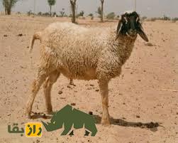 گوسفند پوگال