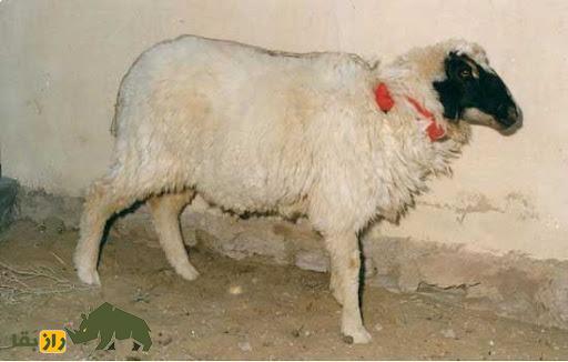 گوسفند پوگال