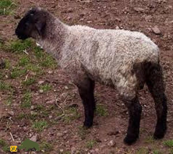 گوسفند پوگال