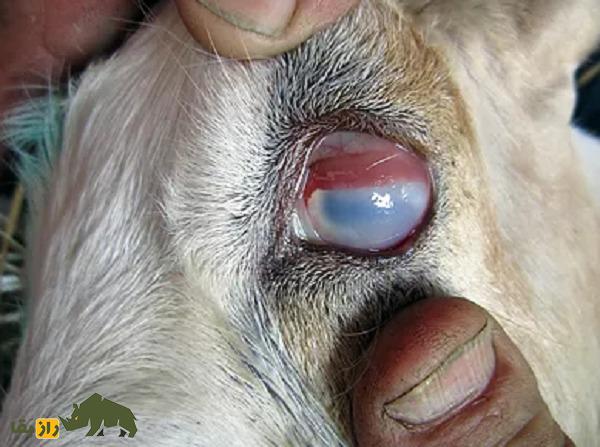 گوسفند پوگال