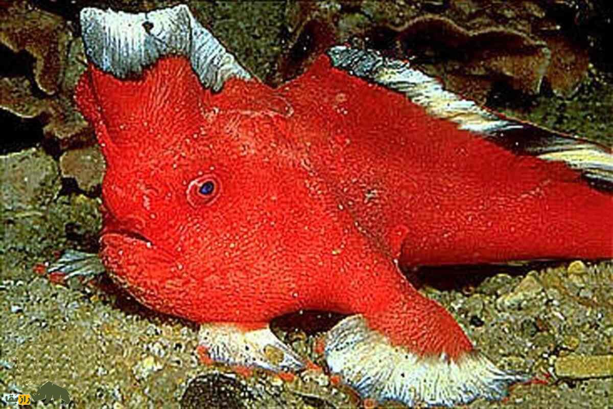 ماهی دستقرمز؛ نادرترین ماهی جهان که بهجای شنا راه میرود! ماهی دستقرمز؛ نادرترین ماهی جهان که بهجای شنا راه میرود!