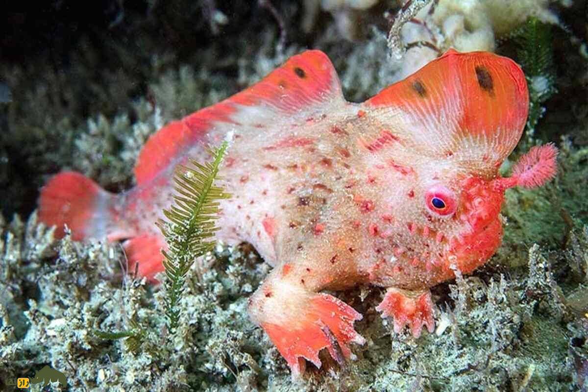 ماهی دستقرمز؛ نادرترین ماهی جهان که بهجای شنا راه میرود! ماهی دستقرمز؛ نادرترین ماهی جهان که بهجای شنا راه میرود!