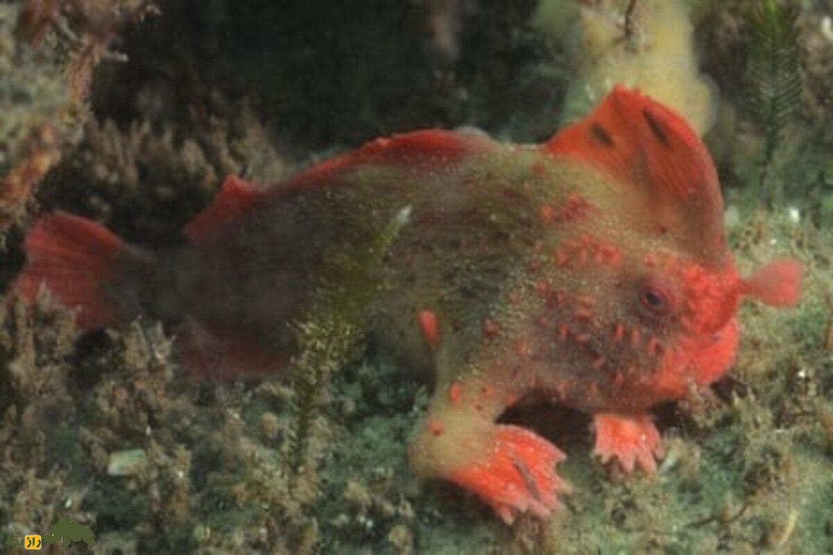 ماهی دستقرمز؛ نادرترین ماهی جهان که بهجای شنا راه میرود! ماهی دستقرمز؛ نادرترین ماهی جهان که بهجای شنا راه میرود!