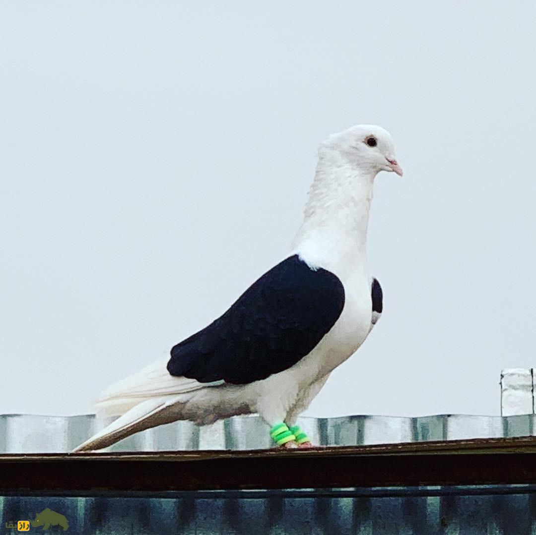 کبوتر پشتدار سیاه؛ کبوتر معروف ایرانی که سایهای از شب را بر پشت خود دارد کبوتر پشتدار سیاه