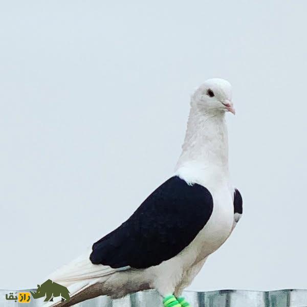 کبوتر پشتدار سیاه؛ کبوتر معروف ایرانی که سایهای از شب را بر پشت خود دارد کبوتر پشتدار سیاه