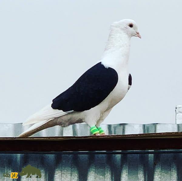 کبوتر پشتدار سیاه؛ کبوتر معروف ایرانی که سایهای از شب را بر پشت خود دارد کبوتر پشتدار سیاه