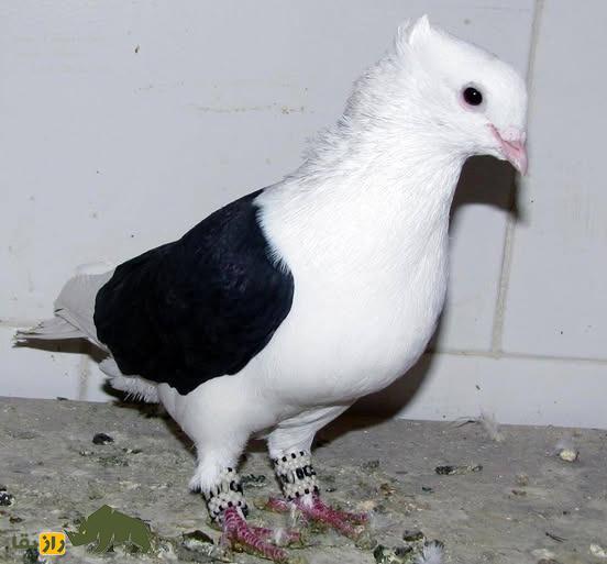 کبوتر پشتدار سیاه؛ کبوتر معروف ایرانی که سایهای از شب را بر پشت خود دارد کبوتر پشتدار سیاه