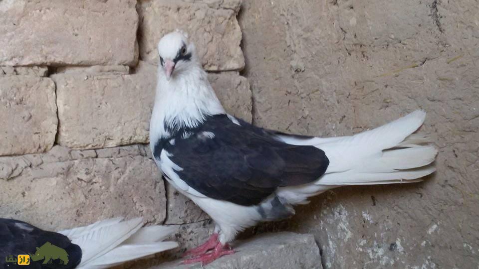 کبوتر پشتدار سیاه؛ کبوتر معروف ایرانی که سایهای از شب را بر پشت خود دارد کبوتر پشتدار سیاه