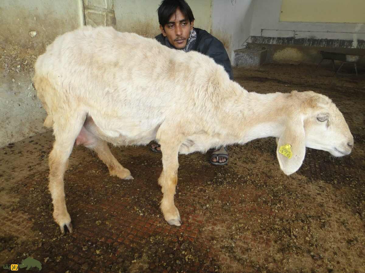 گوسفند سونادی