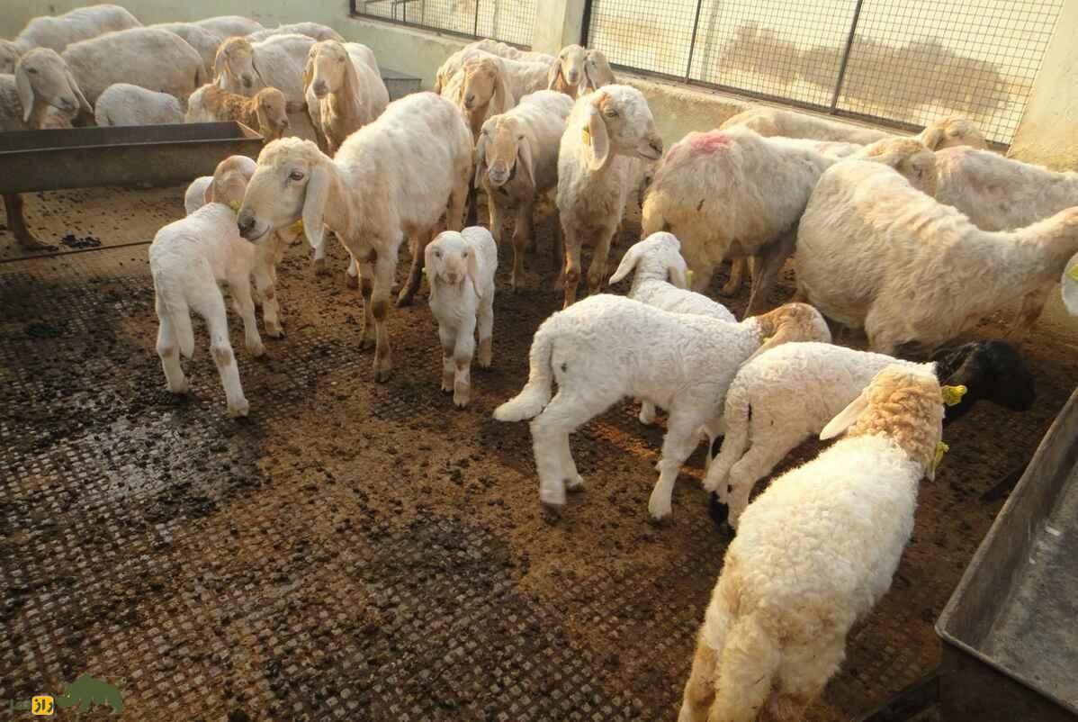 گوسفند سونادی