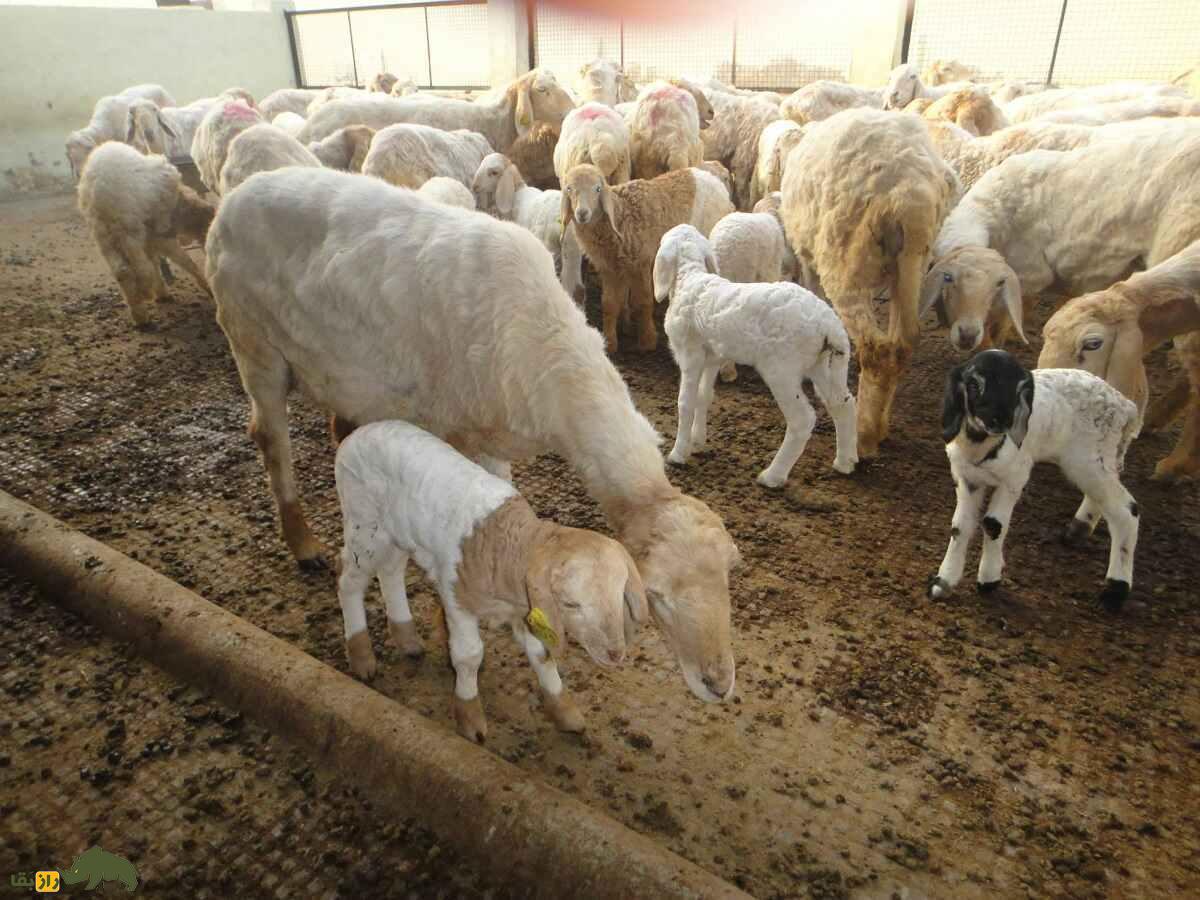 گوسفند سونادی