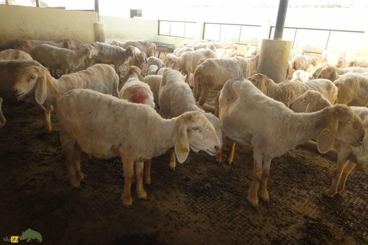 گوسفند سونادی