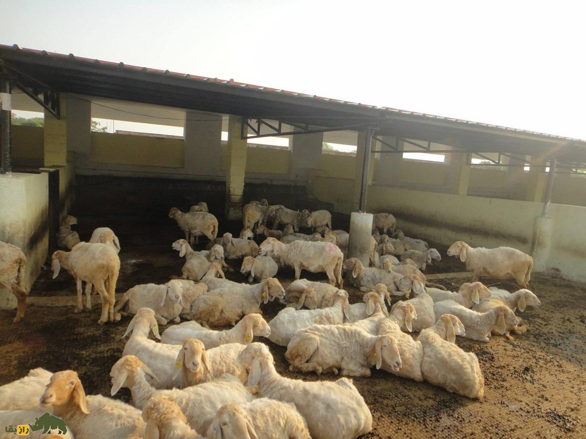 گوسفند سونادی