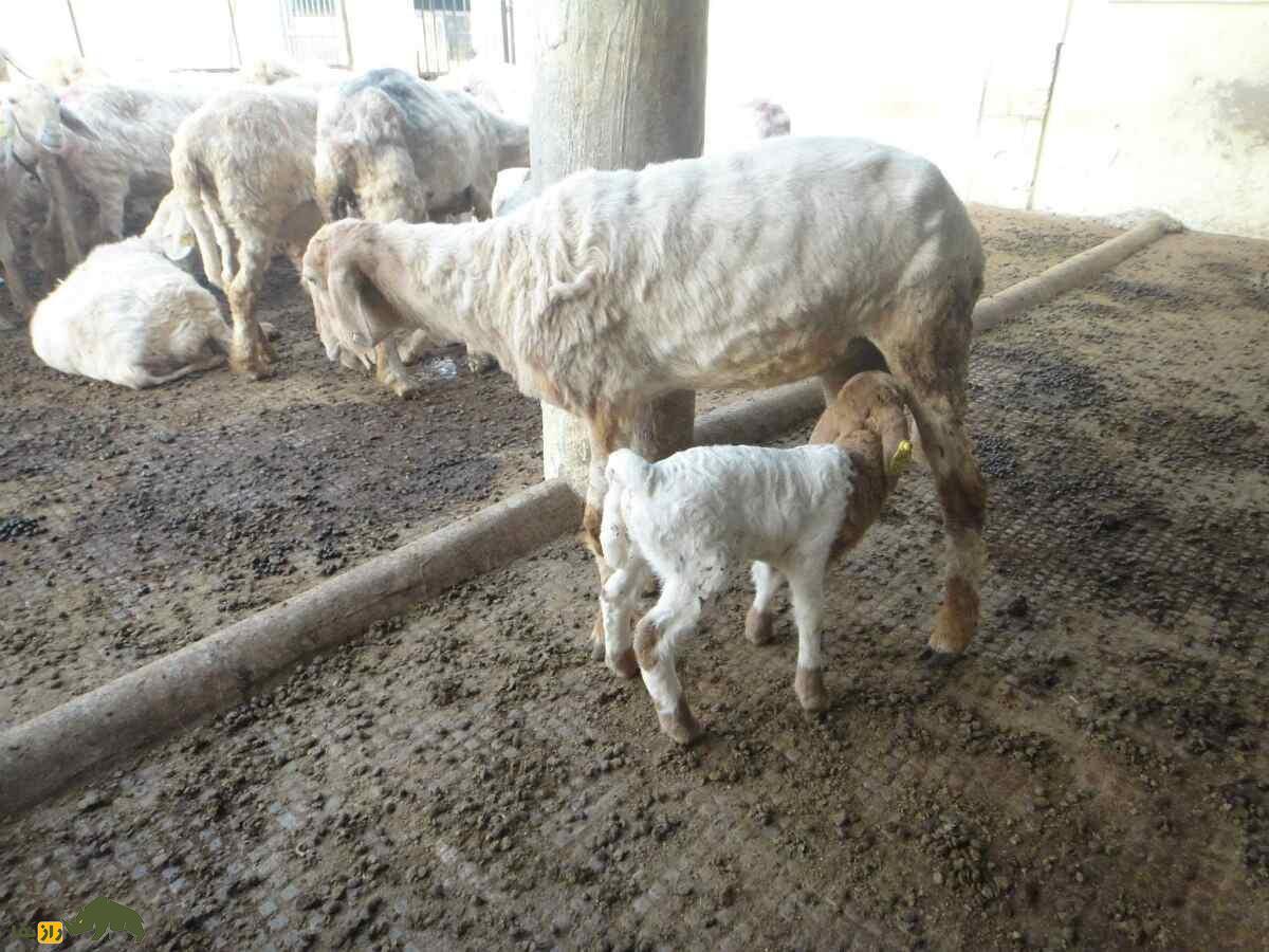 گوسفند سونادی