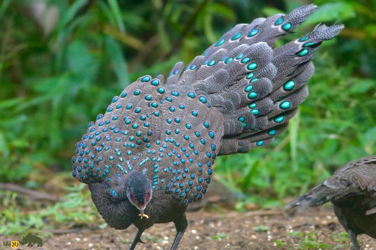 قرقاول طاووسی مالزیایی