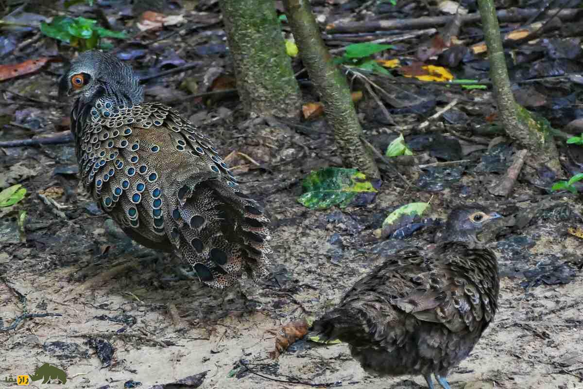 قرقاول طاووسی مالزیایی