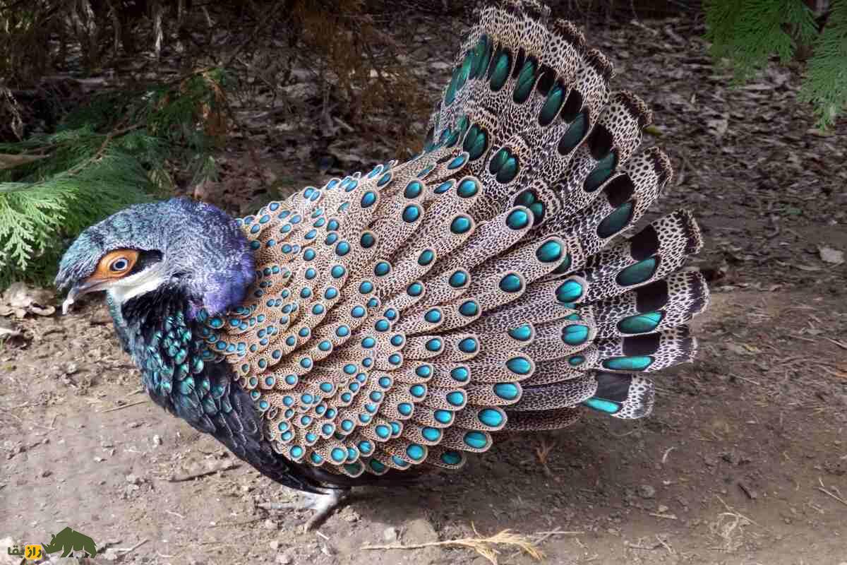 قرقاول طاووسی مالزیایی