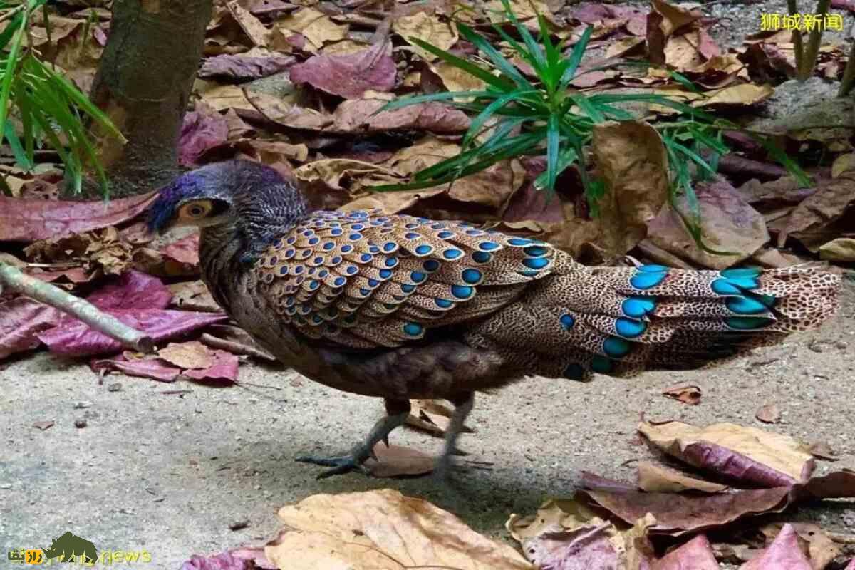 قرقاول طاووسی مالزیایی