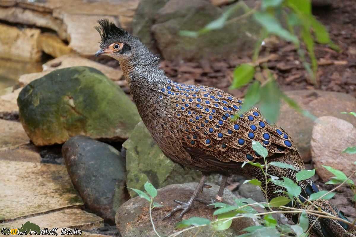 قرقاول طاووسی مالزیایی