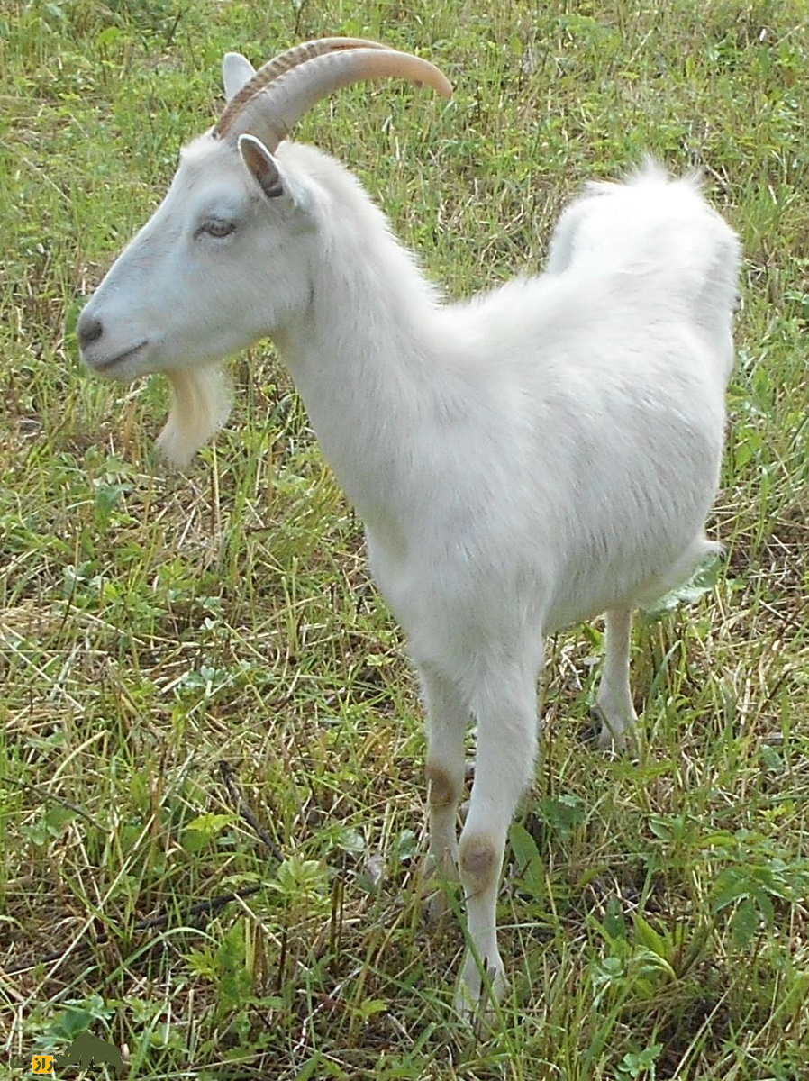 بز سفید روسی یا بز گورکی