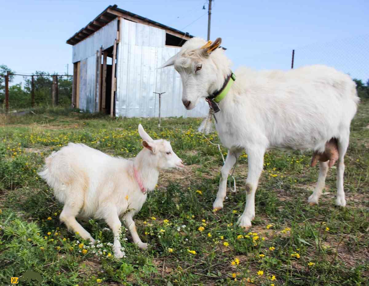 بز سفید روسی یا بز گورکی؛ بز معروف روسی که ۶ قلو میزاید و ۱۰۰۰ کیلوگرم شیر تولید میکند بز سفید روسی یا بز گورکی
