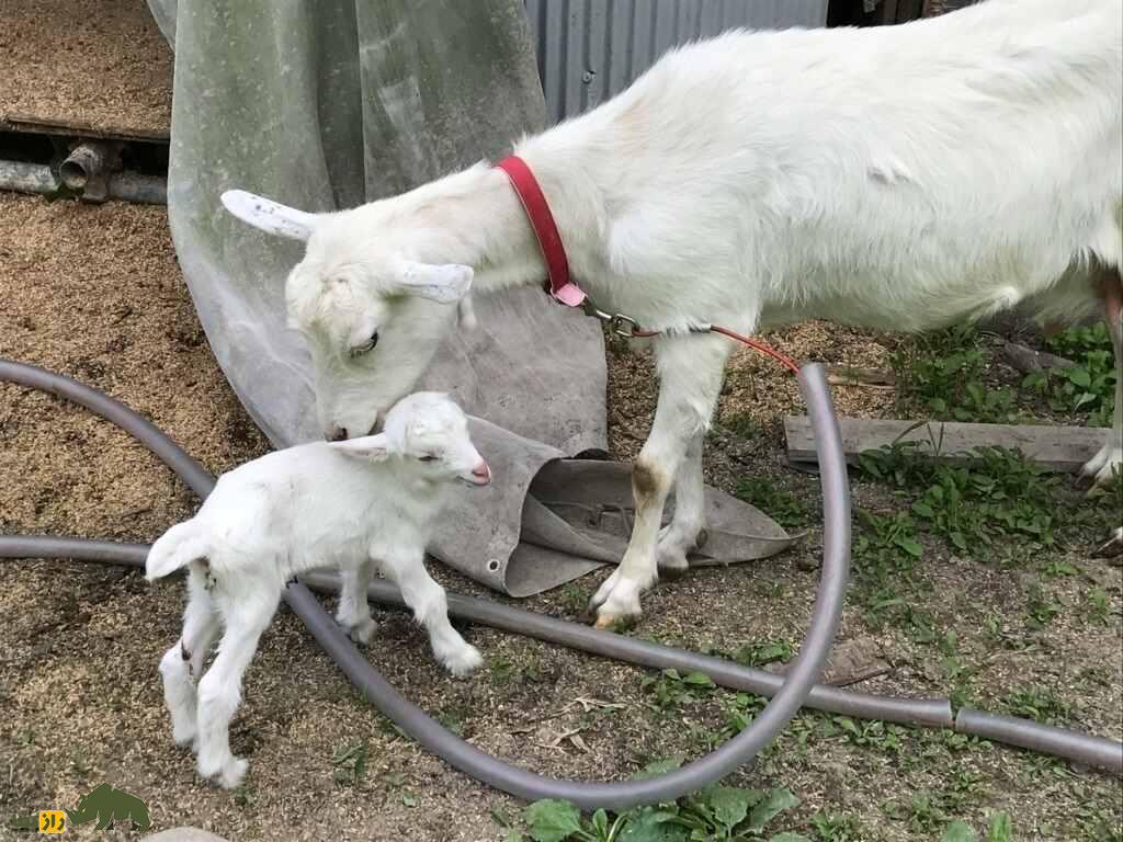 بز سفید روسی یا بز گورکی؛ بز معروف روسی که ۶ قلو میزاید و ۱۰۰۰ کیلوگرم شیر تولید میکند بز سفید روسی یا بز گورکی