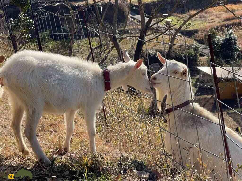 بز سفید روسی یا بز گورکی؛ بز معروف روسی که ۶ قلو میزاید و ۱۰۰۰ کیلوگرم شیر تولید میکند بز سفید روسی یا بز گورکی