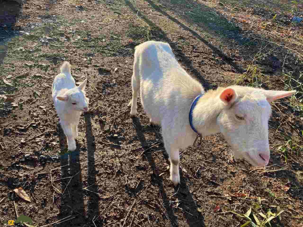 بز سفید روسی یا بز گورکی؛ بز معروف روسی که ۶ قلو میزاید و ۱۰۰۰ کیلوگرم شیر تولید میکند بز سفید روسی یا بز گورکی