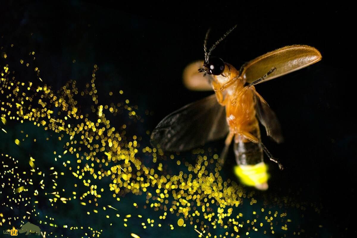 کرم‌های شب‌تاب؛ بدن کرم‌های شب‌تاب چطور نور تولید می‌کند؟