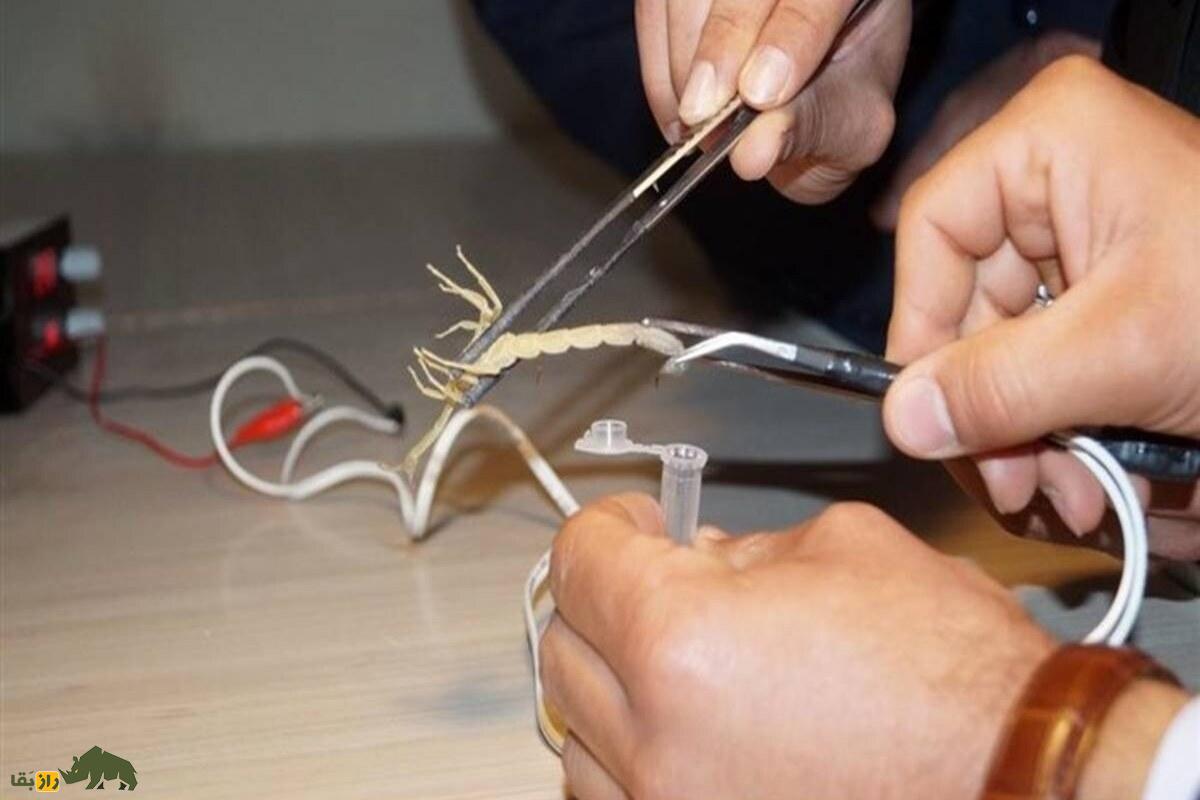 عقربکشی و استفاده از آن بهعنوان ماده مخدر در ایران؛ واقعیت یا شایعه؟ عقربکشی و استفاده از آن بهعنوان ماده مخدر در ایران؛ واقعیت یا شایعه؟