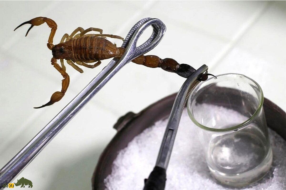 عقربکشی و استفاده از آن بهعنوان ماده مخدر در ایران؛ واقعیت یا شایعه؟ عقربکشی و استفاده از آن بهعنوان ماده مخدر در ایران؛ واقعیت یا شایعه؟