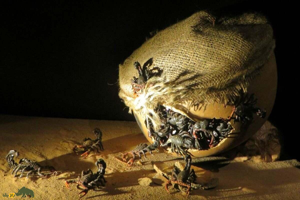 عقربکشی و استفاده از آن بهعنوان ماده مخدر در ایران؛ واقعیت یا شایعه؟ عقربکشی و استفاده از آن بهعنوان ماده مخدر در ایران؛ واقعیت یا شایعه؟