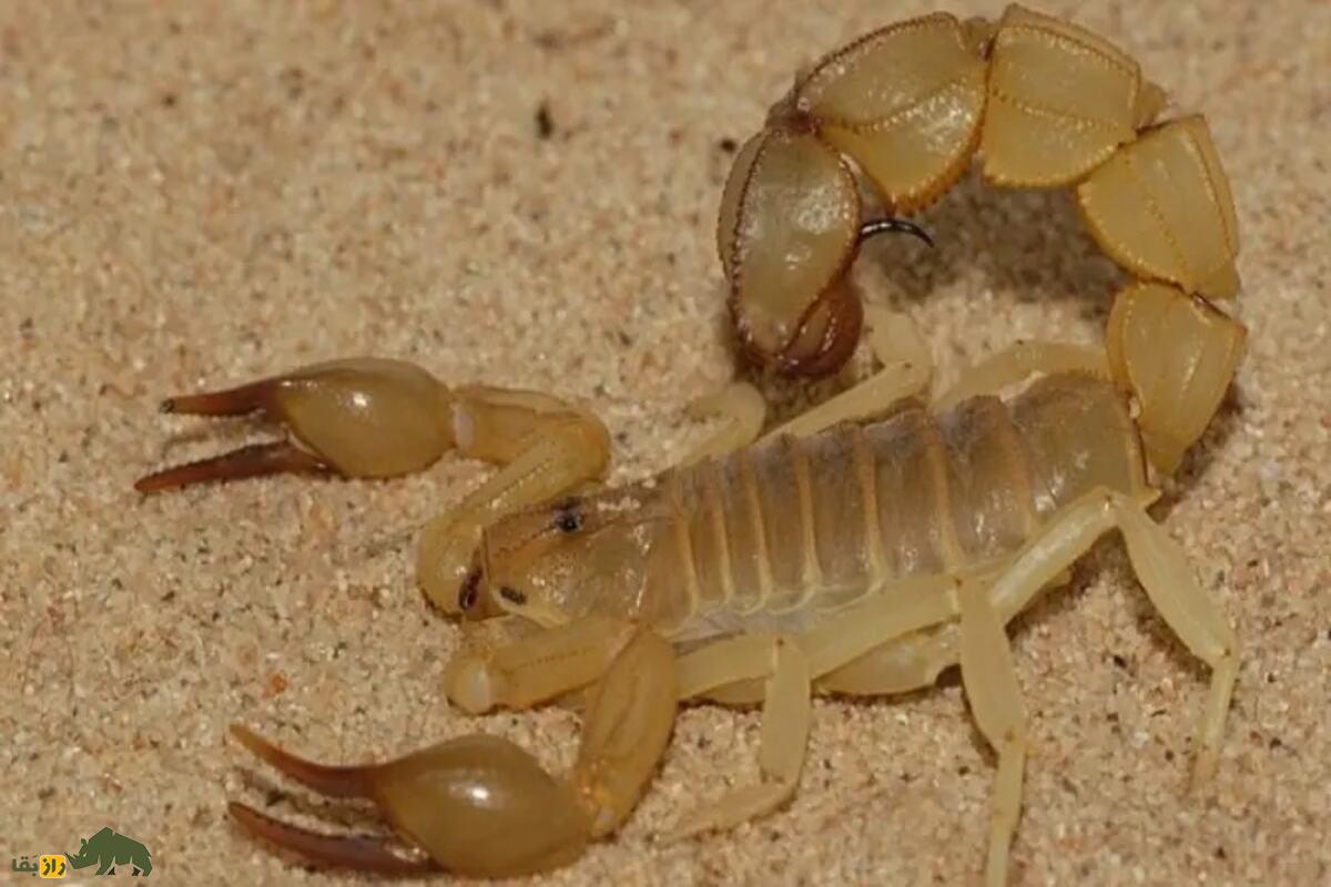 عقربکشی و استفاده از آن بهعنوان ماده مخدر در ایران؛ واقعیت یا شایعه؟ عقربکشی و استفاده از آن بهعنوان ماده مخدر در ایران؛ واقعیت یا شایعه؟