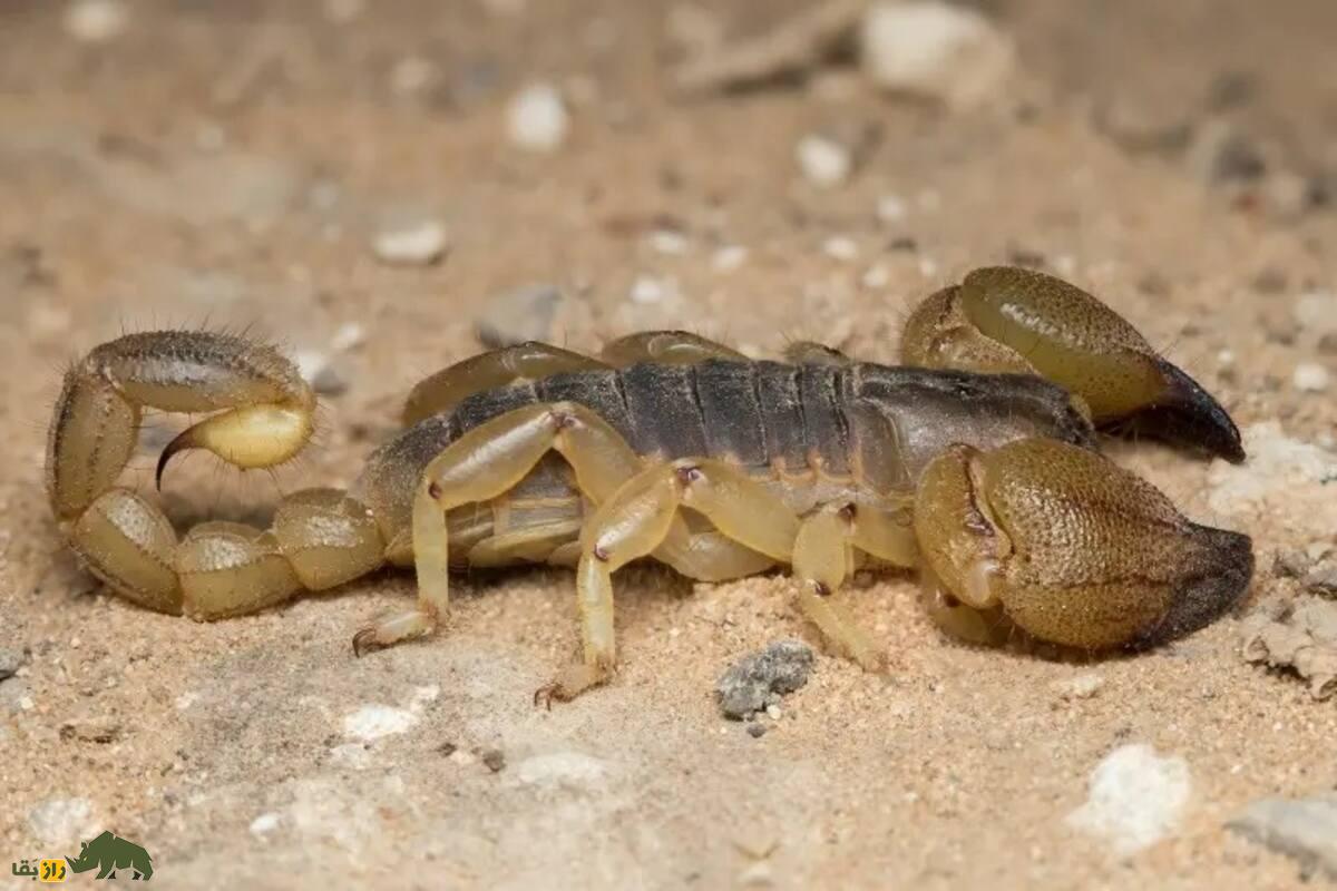 عقربکشی و استفاده از آن بهعنوان ماده مخدر در ایران؛ واقعیت یا شایعه؟ عقربکشی و استفاده از آن بهعنوان ماده مخدر در ایران؛ واقعیت یا شایعه؟