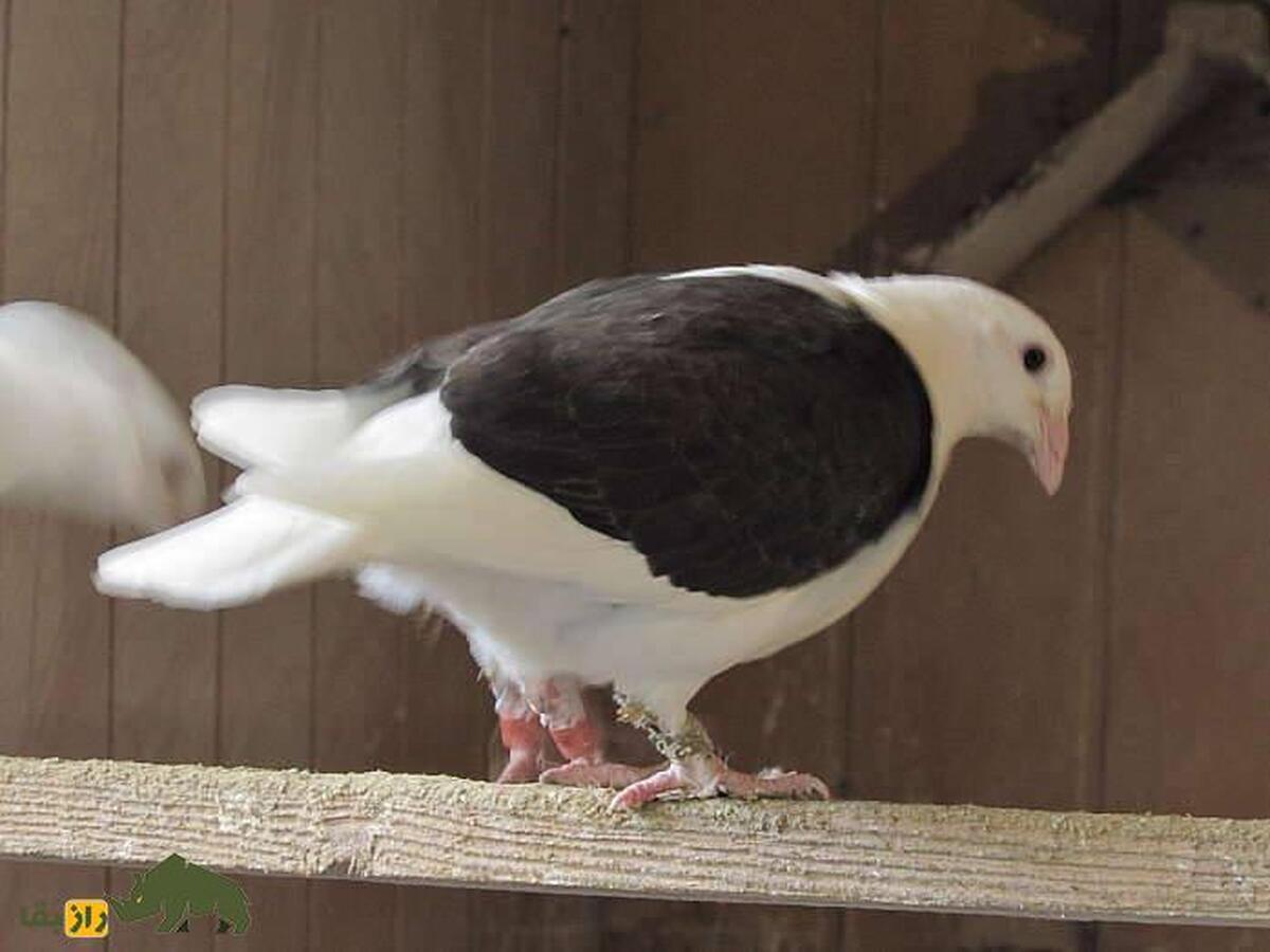 کبوتر پشتدار سیاه؛ کبوتر معروف ایرانی که سایهای از شب را بر پشت خود دارد کبوتر پشتدار سیاه