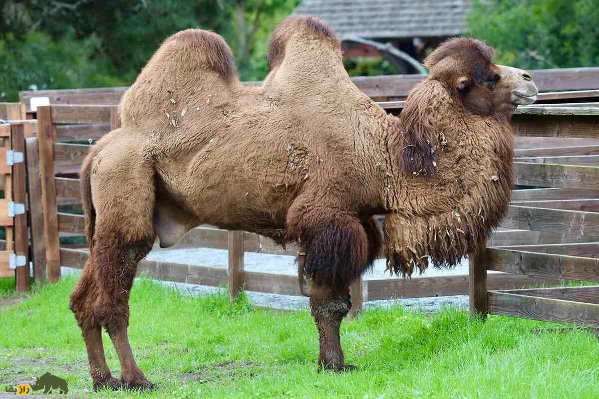 جفت‌گیری اسب و شتر؛ وحشت ناشی از تولد موجودی هولناک که مردم یک شهر را روانه کلیسا کرد