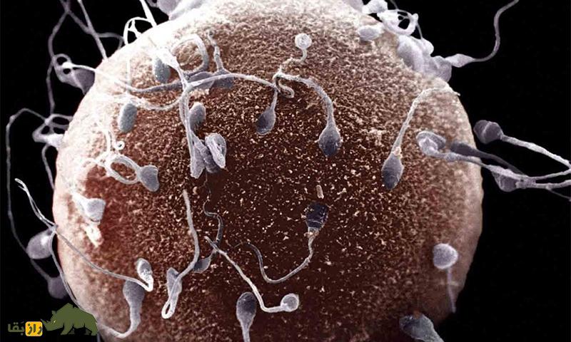 مردان با اسپرم با کیفیتتر عمر طولانیتری دارند! اسپرم