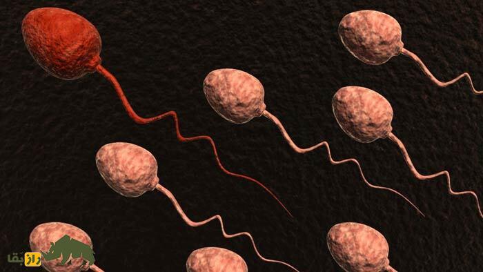 مردان با اسپرم با کیفیتتر عمر طولانیتری دارند! اسپرم