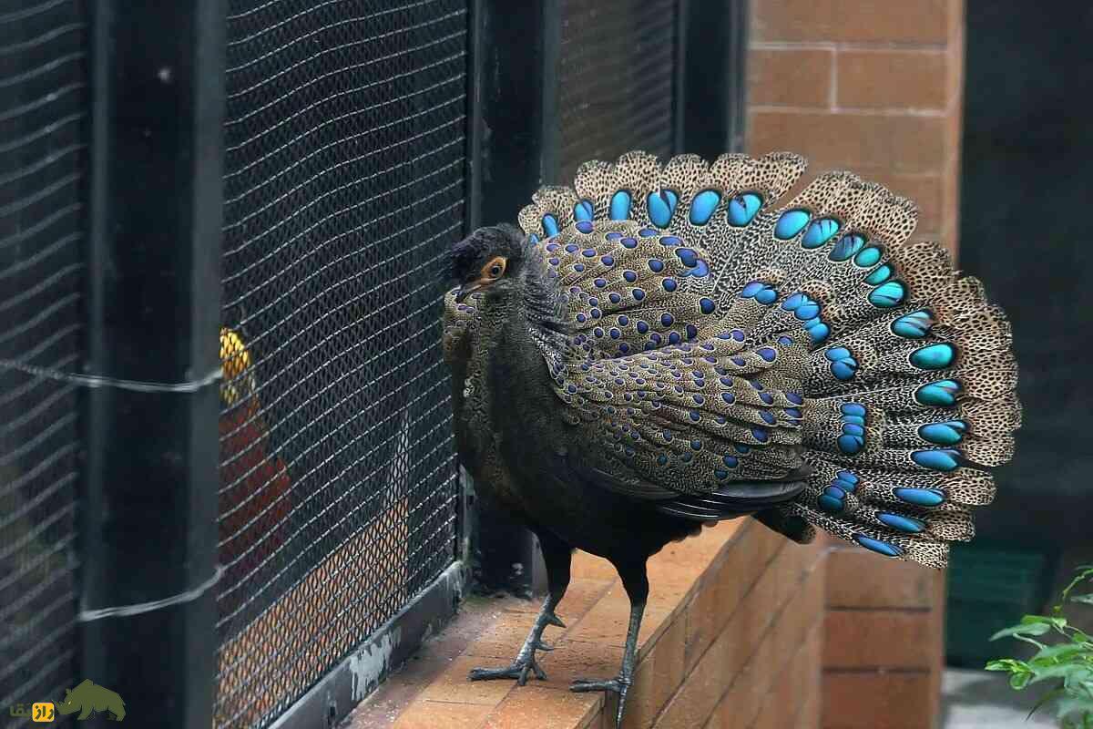 قرقاول طاووسی