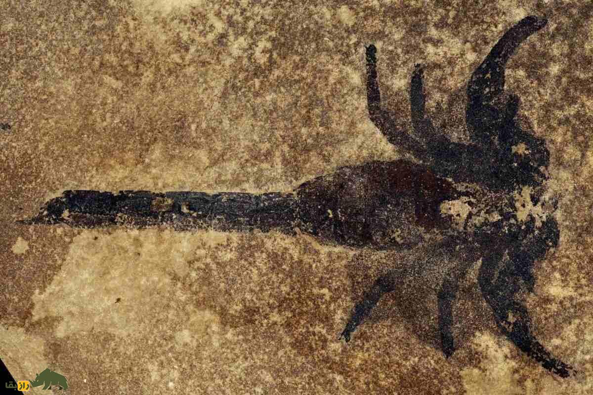 کشف فسیل عقرب سمی ۱۲۵ میلیون ساله در چین؛ بزرگترین شکارچی دوران کرتاسه کشف فسیل عقرب سمی ۱۲۵ میلیون ساله در چین؛ بزرگترین شکارچی دوران کرتاسه