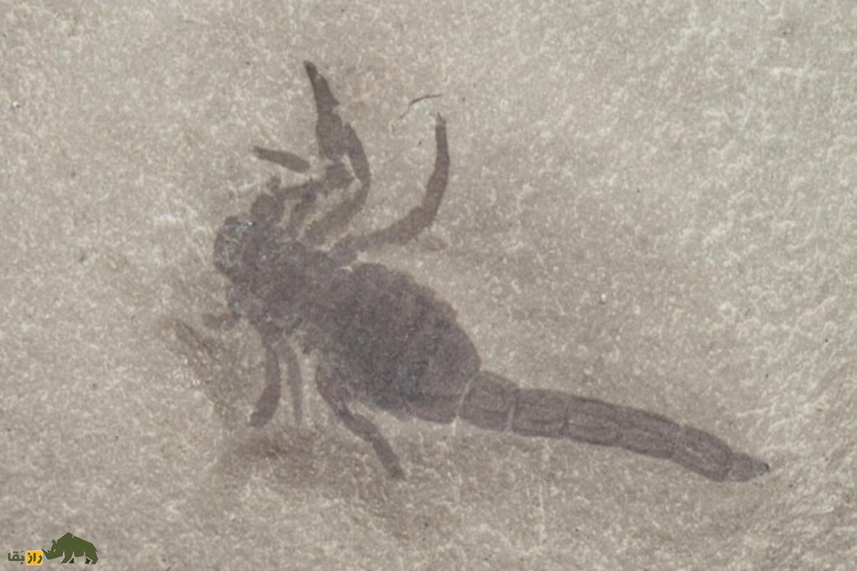 کشف فسیل عقرب سمی ۱۲۵ میلیون ساله در چین؛ بزرگترین شکارچی دوران کرتاسه کشف فسیل عقرب سمی ۱۲۵ میلیون ساله در چین؛ بزرگترین شکارچی دوران کرتاسه