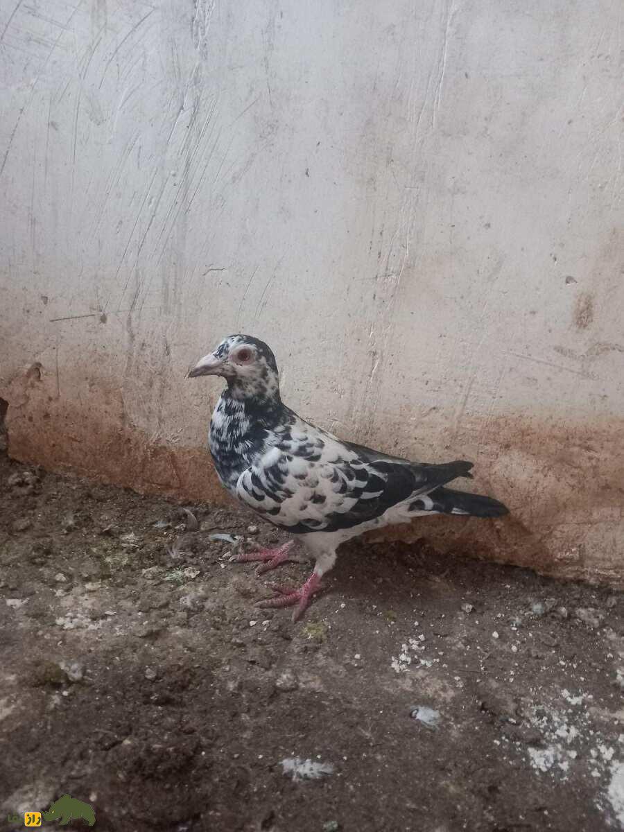 کبوتر چیل؛ کبوتر مشهوری که عشق‌بازان اردبیلی را مسحور خود کرد