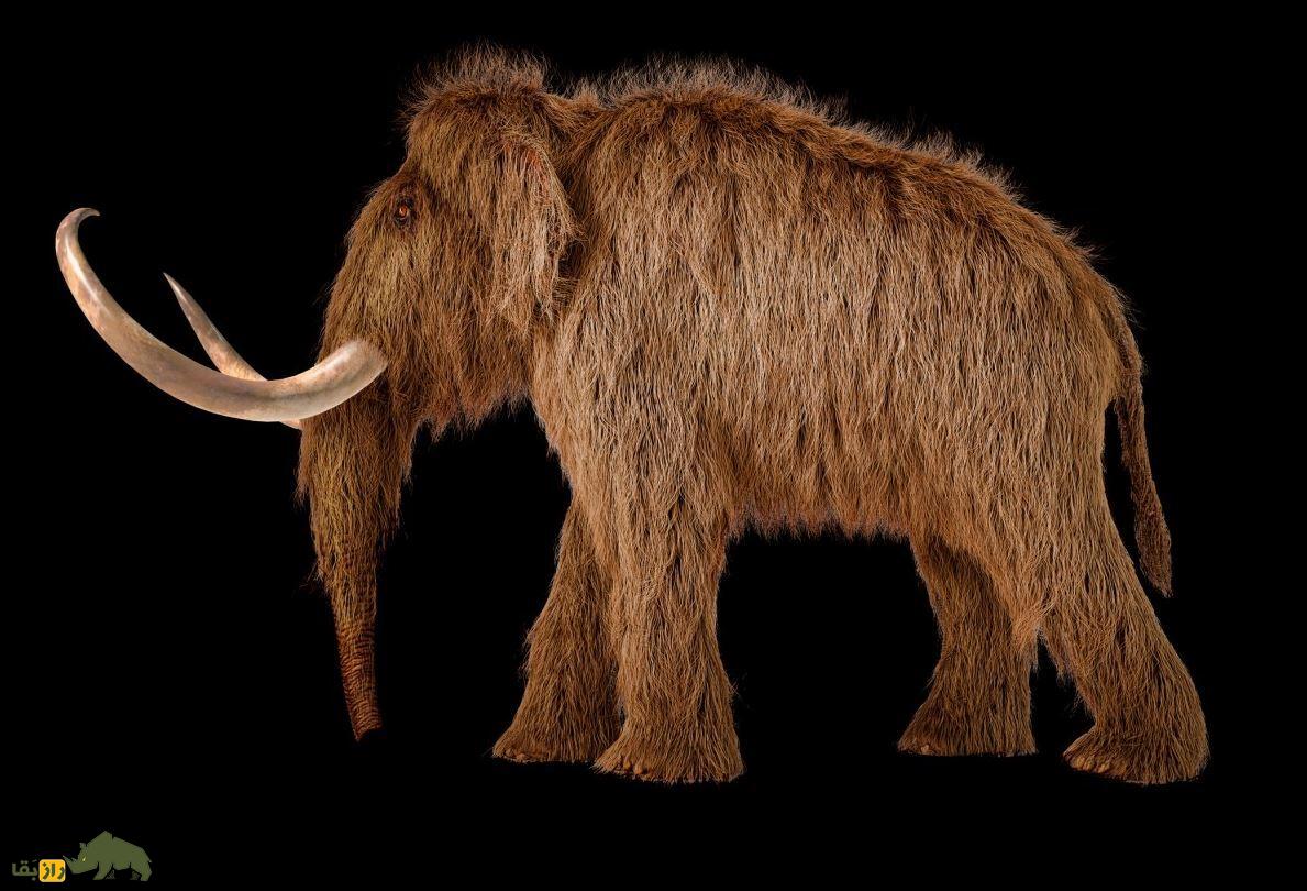 ماموت بندانگشتی؛ موشهایی با موهای ضخیم مانند ماموتها به دنیا آمدند! ماموت