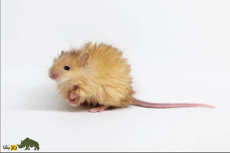ماموت بندانگشتی؛ موشهایی با موهای ضخیم مانند ماموتها به دنیا آمدند! موش پشمالو