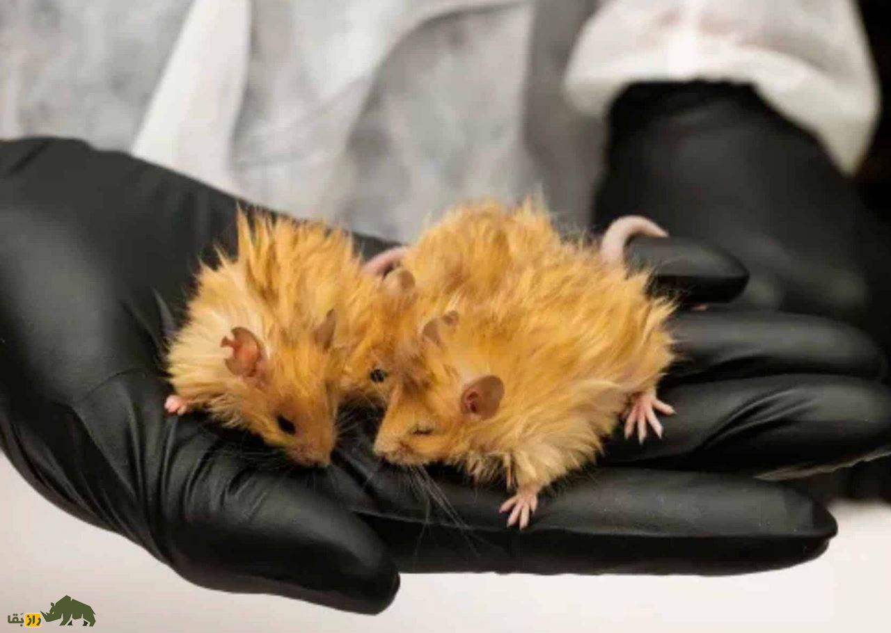 ماموت بندانگشتی؛ موشهایی با موهای ضخیم مانند ماموتها به دنیا آمدند! موش پشمالو