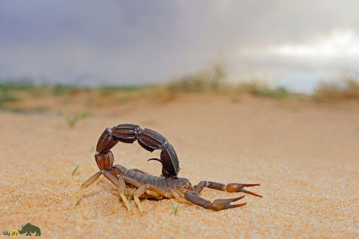 تواناییهای شگفتانگیز عقربها؛ چگونه عقربها میتوانند بدون غذا و اکسیژن برای ماهها زنده بمانند؟ تواناییهای شگفتانگیز عقربها؛ چگونه عقربها میتوانند بدون غذا و اکسیژن برای ماهها زنده بمانند؟