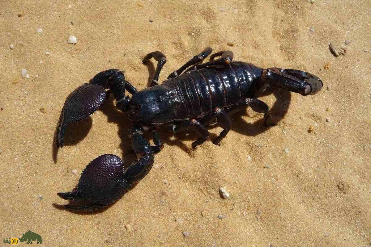 تواناییهای شگفتانگیز عقربها؛ چگونه عقربها میتوانند بدون غذا و اکسیژن برای ماهها زنده بمانند؟ تواناییهای شگفتانگیز عقربها؛ چگونه عقربها میتوانند بدون غذا و اکسیژن برای ماهها زنده بمانند؟