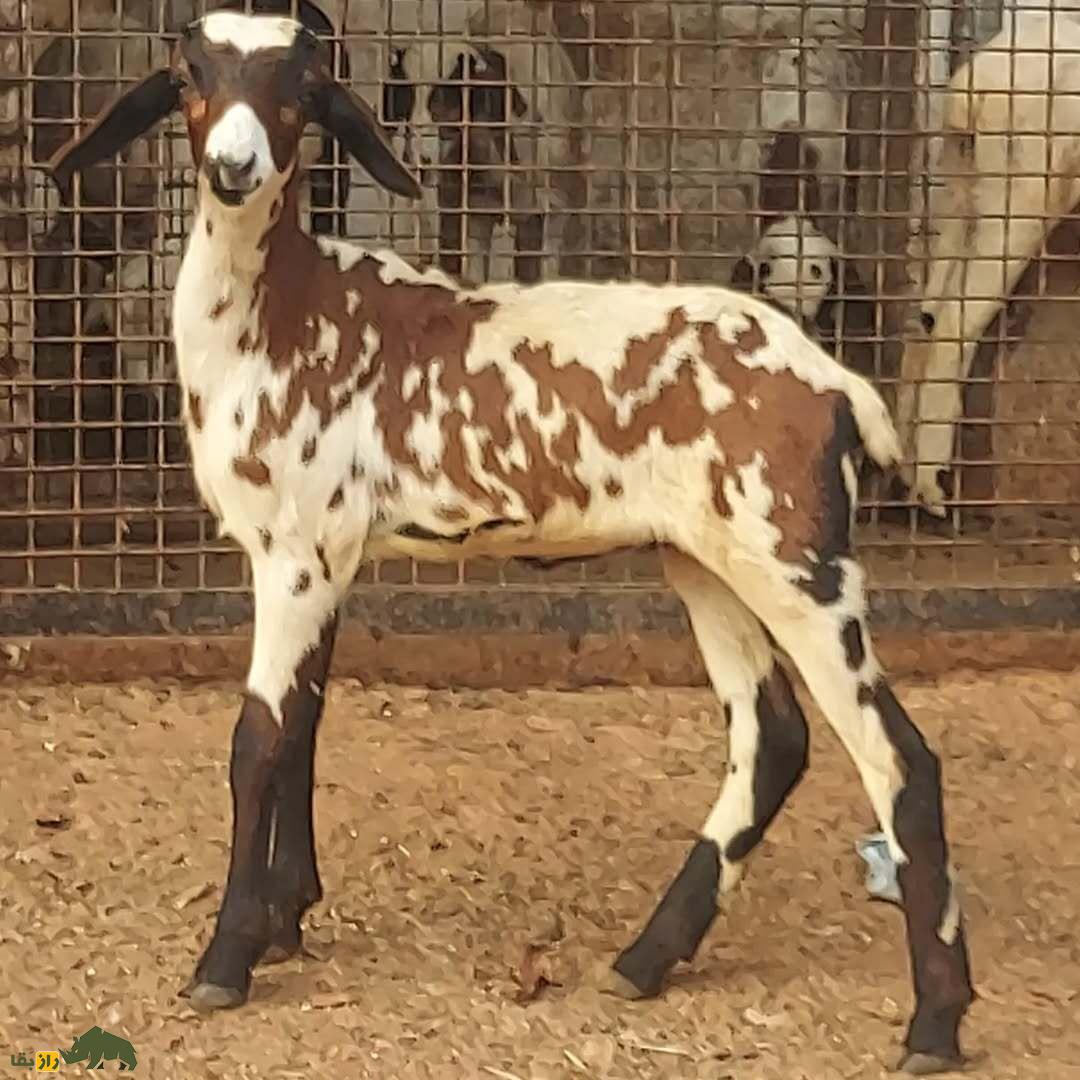 گوسفند ومبور؛ گوسفند هندی که شاخهای بزرگ و زیباترین رنگ دنیا را دارد گوسفند ومبور