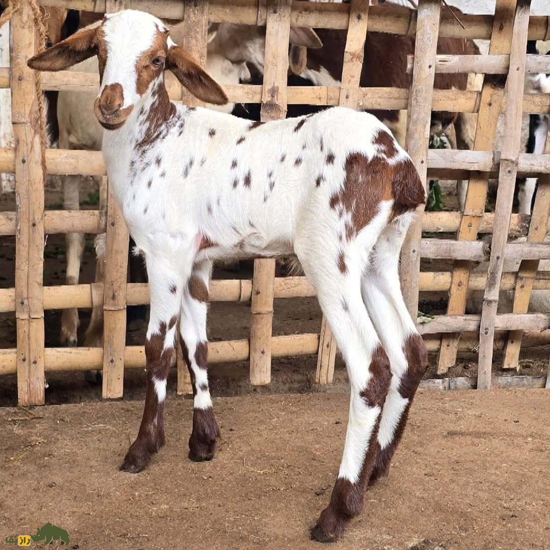 گوسفند ومبور؛ گوسفند هندی که شاخهای بزرگ و زیباترین رنگ دنیا را دارد گوسفند ومبور